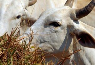Tarifa de 67% impacta exportação de carne bovina para a China